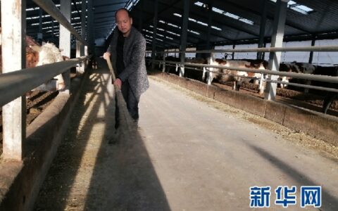 产业“链”起来 “平凉红牛”这样“犇”-平凉红牛集团老板是哪里人