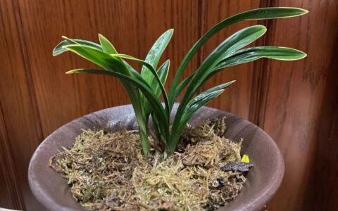 养花草随记-关于养花草的人生感悟怎么写三年级