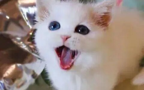 如何评价毛阿敏？-如何评价毛阿敏的歌曲