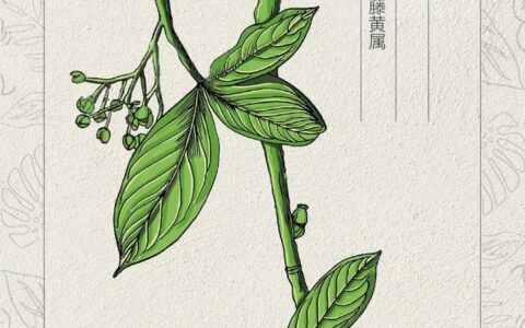 草木记云南藤黄：那年夏天的“藤黄果雨”蕴藏着儿时的八百里秦川-藤黄果是什么东西