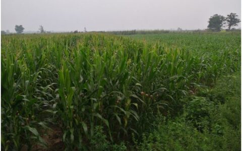 八百里秦川望无边——游陕西渭南望无边田野||作者:文微忍-陕西八百里秦川在哪里