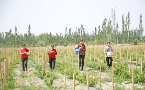 乡村振兴看新疆|“花经济”铺就致富路-新疆乡村振兴视频宣传片