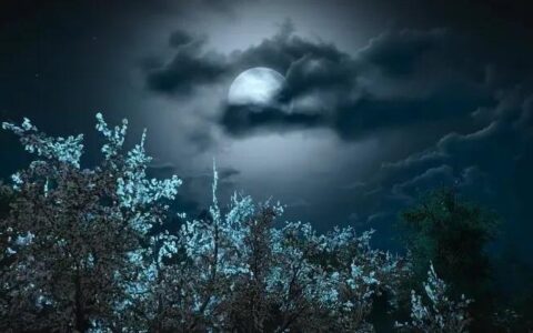 每天一首古诗词：《枫桥夜泊》-《枫桥夜泊》整首诗