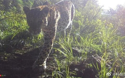 野生华北豹现身山西五台山-山西哪些县发现华北豹
