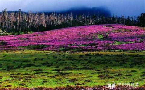 观满山杜鹃花海 香格里拉这些地方人少景美不扎堆-香格里拉花海有什么花