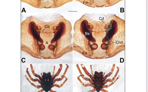 重磅！梵净山有新发现！-梵净山w