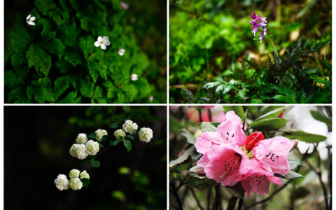 贵州梵净山：不断筑牢生态防线-贵州梵净山攻略旅游链接