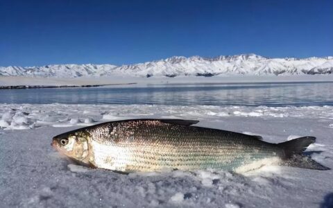新疆赛里木湖，为何没有原生鱼，到底是什么原因呢-赛里木湖里的鱼叫什么名字