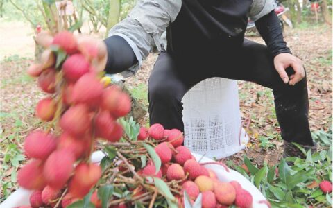 2所高校组团式结对1个县 加快推动校地合作基地建设-校地合作仪式