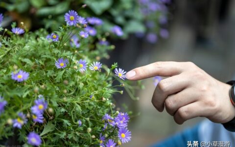 旅行攻略 | 乌镇自由行全攻略 旅游景区介绍 美食分享-热乎乎的乌镇旅游攻略,希望对大家有所帮助!