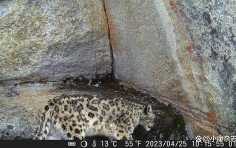 「透视社·晓万物」四姑娘山长坪沟首次拍到雪豹和绿尾虹雉-四姑娘山长坪沟攻略自驾游