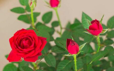 夜雨丨王行水：花开冠贝乐-夜雨寄北