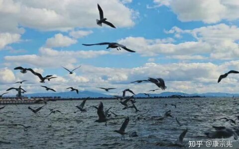 罗刹海市-罗刹海市 演员表