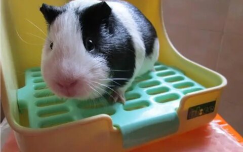 揭晓最受欢迎的五种宠物排名-十大最受欢迎的宠物品种