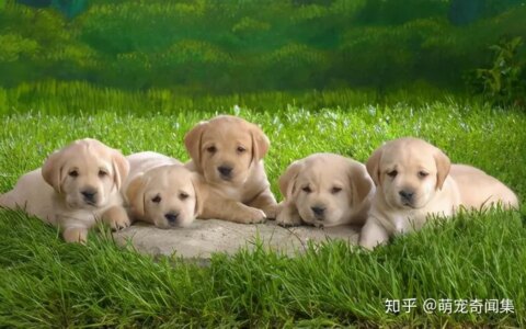 十大最好养的宠物！-十大最好养的宠物狗排名图片