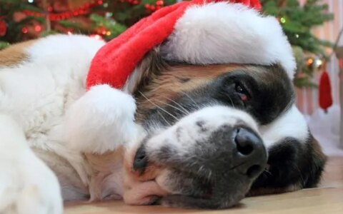 世界十大名犬排名，以后别说你不知道了！-世界十大名犬排行