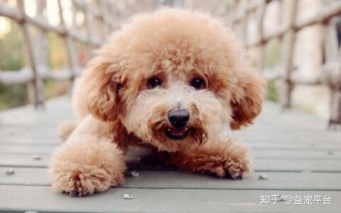 十大适合家养的狗排名-穷人适合养什么动物