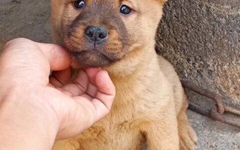 人气狗狗大排行：最受人欢迎的5种狗，第一名在国内最常见-狗的人气排名