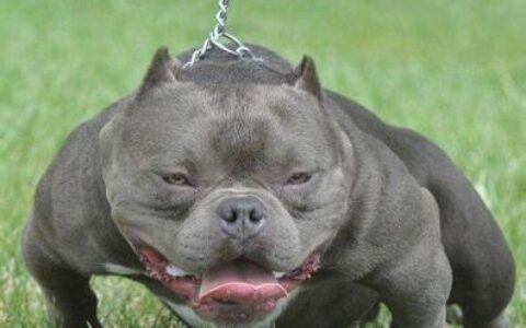 稀有的！盘点土豪十大宠物，最后两只太吓人了！你有看到它吗？-土豪宠物排名