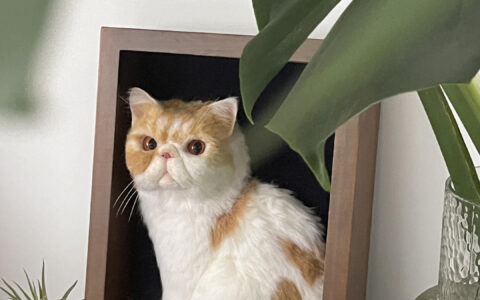 宠物经济新形态：用仿真毛毡、手绘“留住”爱宠，有从业者称订单已排到明年-宠物的毛可以做成什么东西