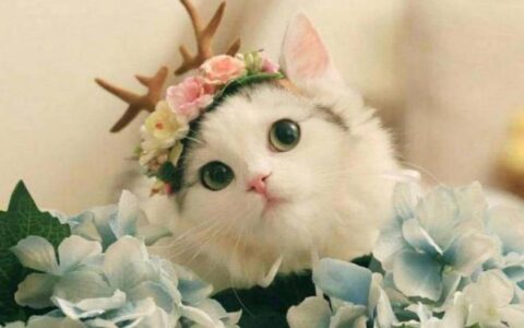 世界很受欢迎的宠物十大排行-全球最受欢迎的宠物鸟