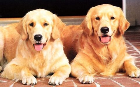 十大最适合家养的狗狗排行榜-十大最适合家养的狗狗排行榜名字