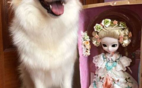 狗狗聪明度排行榜TOP15，你能认出几种狗？-狗狗的聪明度排名表