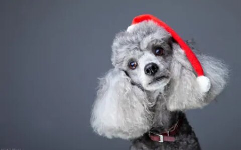 宠物智商排行榜，贵宾犬智商第二，你了解多少？-贵宾犬智商排名第几