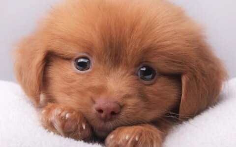 最小狗狗排行榜，这6种狗子，你都见过吗-最小的狗是什么品种多少钱