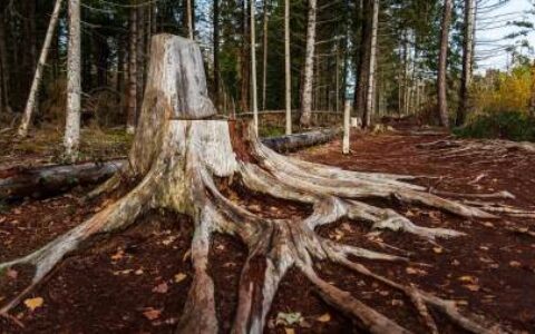 令人感动的爱情动漫推荐-十大感人爱情动漫电影