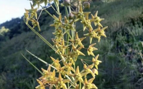 它便是徐长卿，民间称它为“止痒克星”，叶子能做菜吃，你认识吗-徐长卿治咳嗽