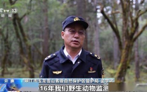 玉龙雪山监测到黄喉雉鹑等多种国家级保护动物-玉龙雪山的鸟