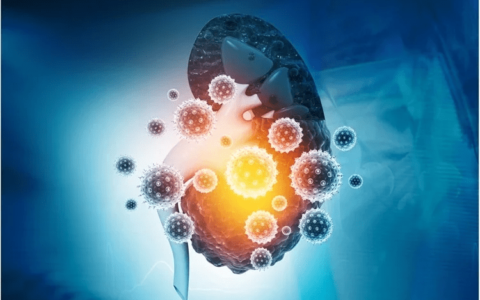 细胞永生化服务 RasV12细胞永生化 细胞永生化检测-飞凡检测张同学-细胞永生化过程