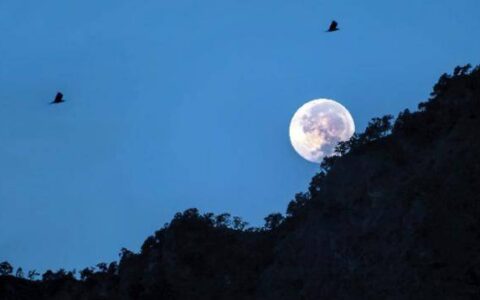 原创
张继名篇《枫桥夜泊》，“月落乌啼”中的“乌”，到底指的是什么-枫桥夜泊古诗月落意思