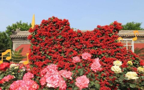 原创
一程相伴，一生思念，梦里是你，梦外是你-一程相伴,一生相念