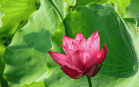 6月5日开始，吉星照耀，4属相财运亨通，事业步步高升，日子更精彩-2023年6月5日什么生肖相冲