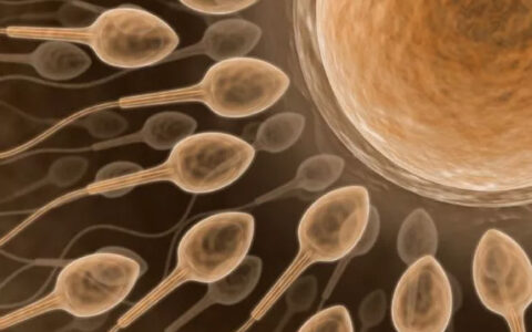 怀孕的最初征兆1-14天