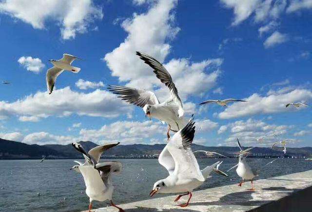 昆明市的旅游景点有哪些地方,昆明市内旅游攻略景点大全-昆明市旅游景点大全排名榜