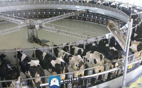 日照市：产业“牛”起来 日子有“犇头”-山东日照牛肉多少钱一斤