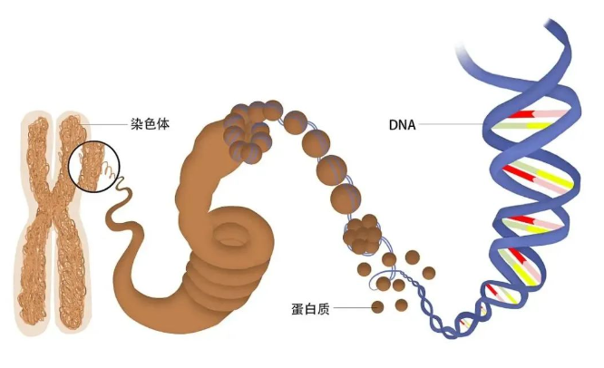 当“龙胆紫”已经成为“旧称”，你是否还在困惑？(龙胆紫是干什么的)