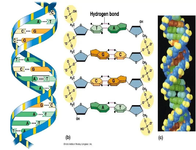 当“龙胆紫”已经成为“旧称”，你是否还在困惑？(龙胆紫是干什么的)