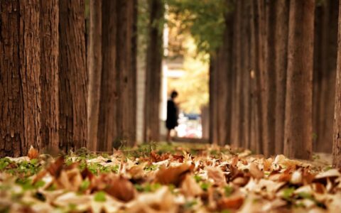 景深：视觉世界的奥秘