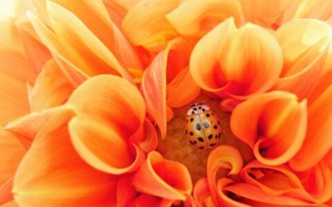 原创
下周起，蒹葭相思，仙鹤起舞，旧情蠢蠢欲动，终将相伴一生的星座-蒹葭仙子小说