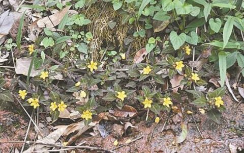 韶关丹霞山发现植物新种