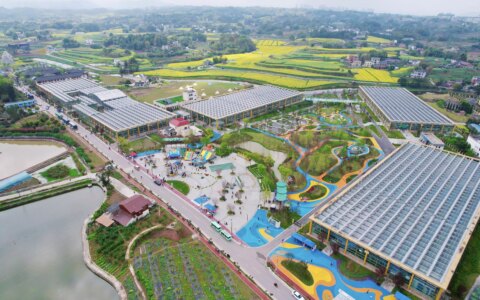 重庆江津：“金色黄庄”菜花旅游文化节拉开帷幕