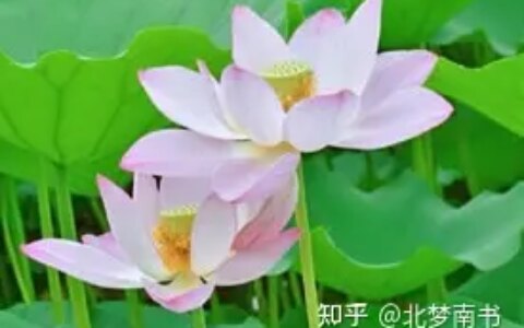 如何看待《爱莲说》？-对爱莲说的理解