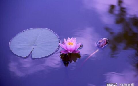 《爱莲说》读后感-《爱莲说》读后感200字以上怎么写