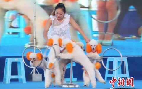 第九届北京海洋沙滩嘉年华开幕