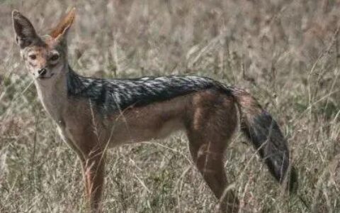 10月肯尼亚，金秋野性的召唤