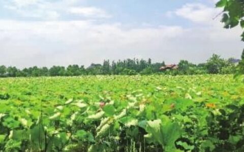 乔口渔都芙蓉国里 “渔”乐无穷